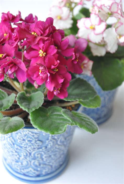 How close will the violets be to the windows? Three Dogs in a Garden: African Violets