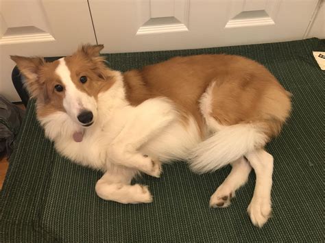 Smol Lassie Goodgurle Waiting For Her Belly To Get A Scritchin