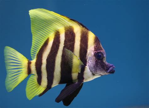 Tropical Fish Free Photo Download Freeimages