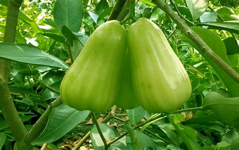 Tingkat tapi tergantung dari jenis tanamannya juga. Cara Mengatasi Jambu Madu Rontok | KampusTani.Com