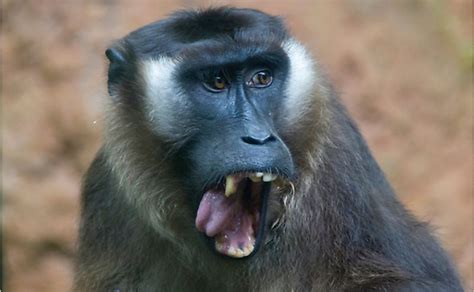 The 15 Species Of Critically Endangered Old World Monkeys WorldAtlas