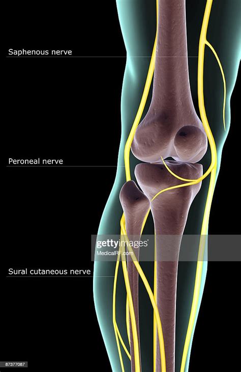The Nerve Supply Of The Knee Illustration Getty Images