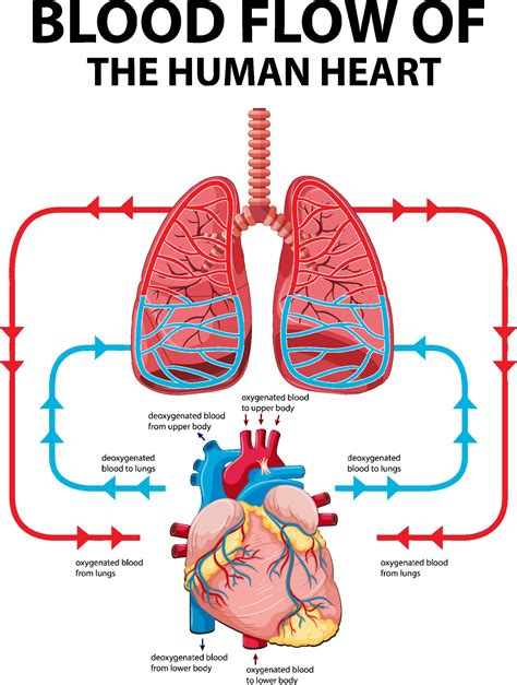 Human Lungs And Heart Diagram