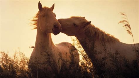 Caballos Al Atardecer 1366x768 Fondos De Pantalla Y Wallpapers