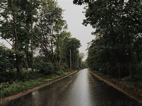 Rainy Road Lined By Trees By Stocksy Contributor Sidney Scheinberg