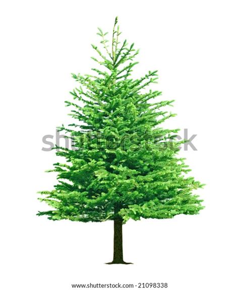 Single Pine Tree Isolated On White Stock Photo 21098338 Shutterstock
