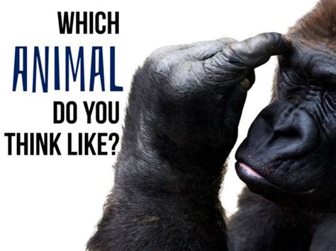 Which Animal Do You Think Feel And Act Most Like Animals Fun