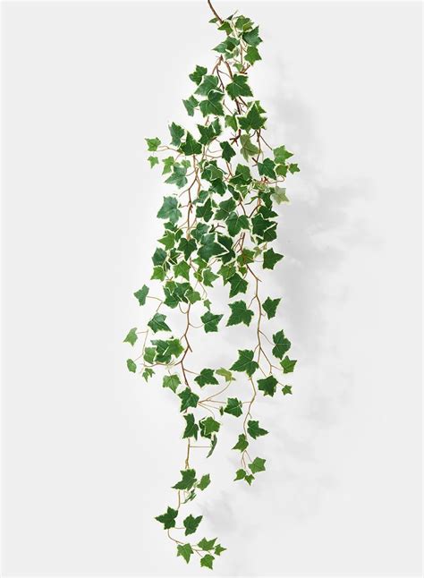 50in Variegated Ivy Vine Modern Design In 2020 Ivy Flower Ivy