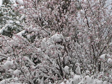 Romantic Pictures Snow And Cherry Blossoms Strawberries