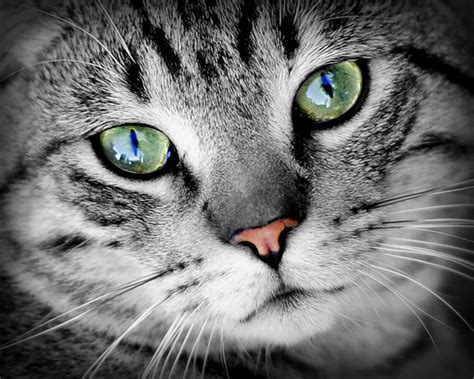 Eye Infections In Cats Types Symptoms Causes Diagnosis