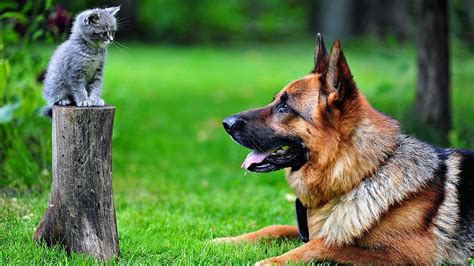 Dog And Cat Wallpaper 53 Images