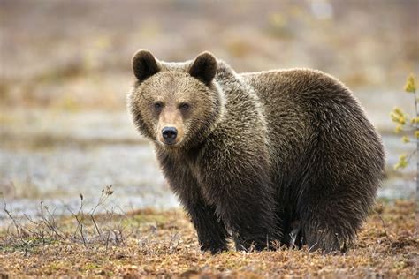 Niedźwiedzie Fakty środowisko Zachowanie Dieta