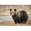 Bear Facts Habitat Behavior Diet
