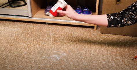 How To Get Rid Of Fleas In A Carpet Guide Spotcarpetcleaners