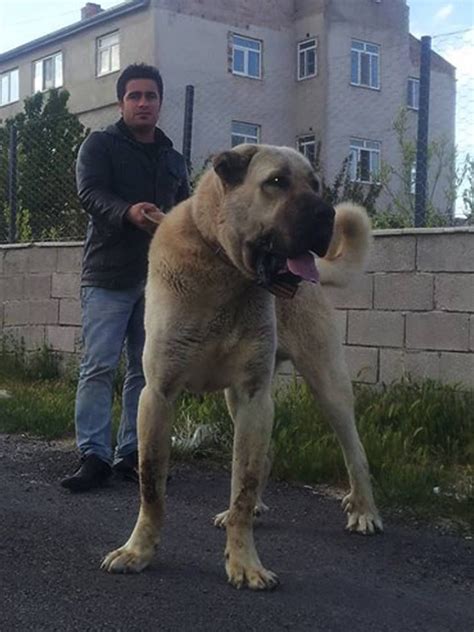 Traditionally, the breed was used for guarding sheep and goat herds. Pin by Hich on KangalTV | Kangal dog, Huge dogs, Giant dogs