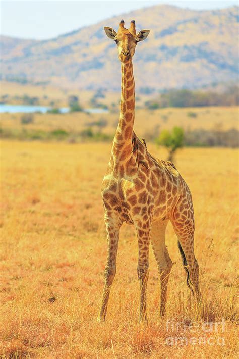 Giraffe African Safari Photograph By Benny Marty Pixels