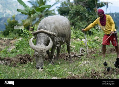 A Filipino Farmer Using A Carabao To Plough The Land Ready For Planting