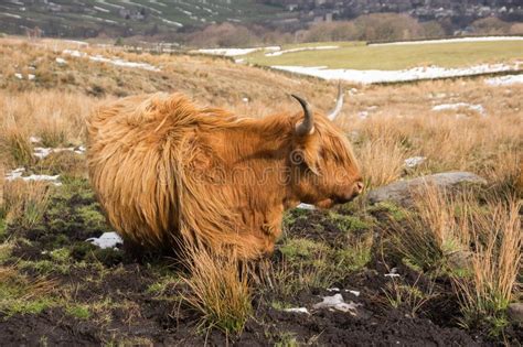 Highland Cattle In A Muddy Field In Winter Stock Photo Image Of