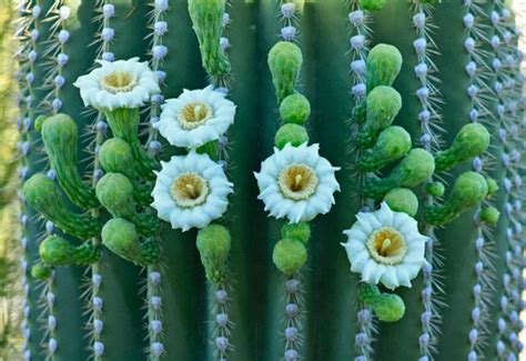 Saguaro Flower ♣ Fleur De Cactus Saguaro Xbeautiful