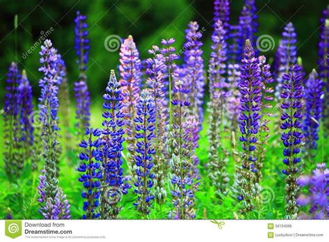 Shop fresh, local and quality food in south portland. wild-blue-lupine-flower-field-bar-island-acadia-national ...