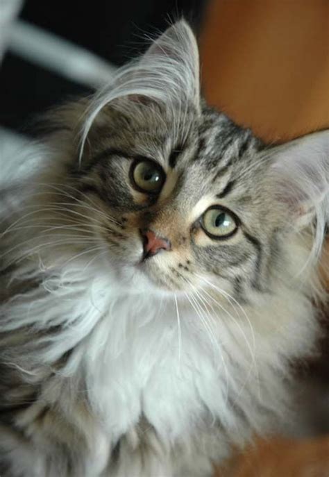 That said evolution is not a strictly logical science. 9 Cats That Prove The Fluffiest Ears Are The Cutest Ears ...