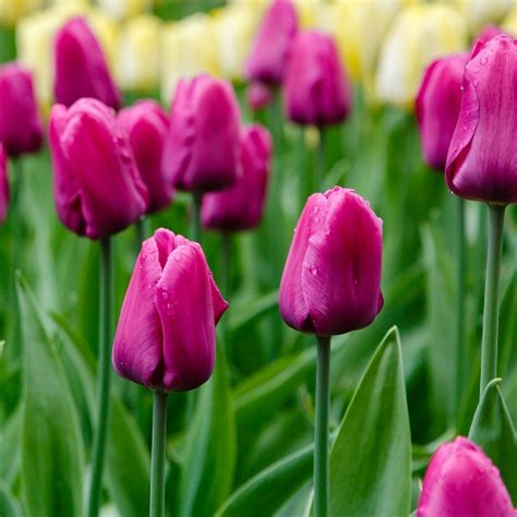 Tulip Purple Prince 25 Bulbs Or Buy In Bulk Spring Flowering Bulbs