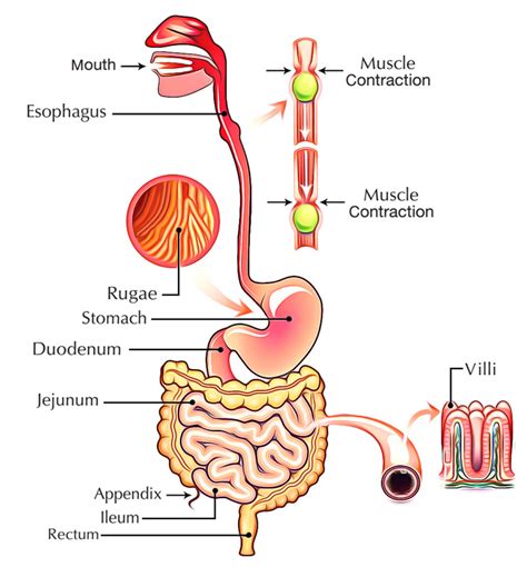 Digestive System In Human Body Earths Lab