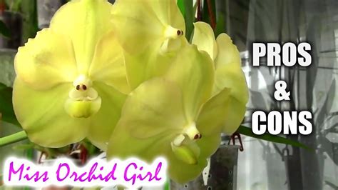 Pros And Cons Of Growing Vanda Orchids In A Home Youtube