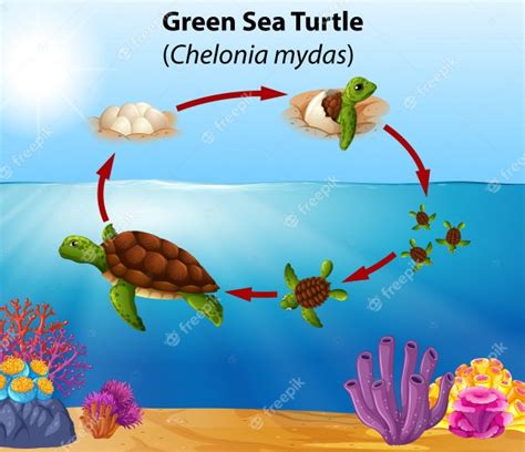 Premium Vector Green Sea Turtle Life Cycle