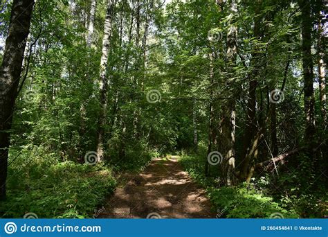 Path Through The Forest Flowers And Green Grass Mixed Woodland Stock