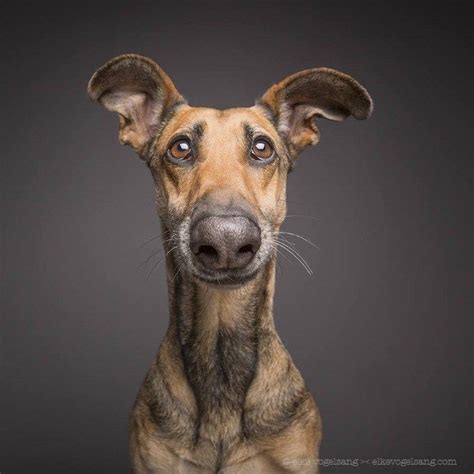 Funny Dog Portraits By Elke Vogelsang 20 Pics Funnyfoto Funny