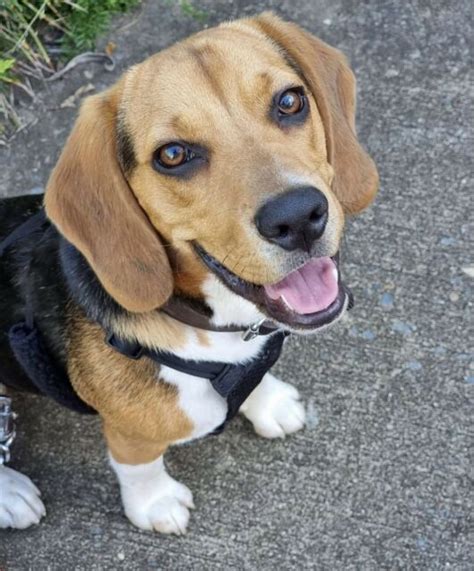 1 Year Old Beagle For Sale Dogs And Puppies Gumtree Australia