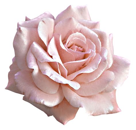 Download Pink Rose Large Flower Light Free Clipart Hd Hq Png Image