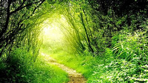 Peaceful Green Path Forest Green Path Nature Trees Lights Hd