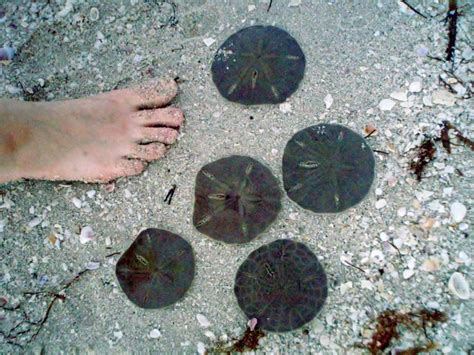 Live Lots Of Sand Dollars At Bay Side Park On Anna Maria Island Tampa