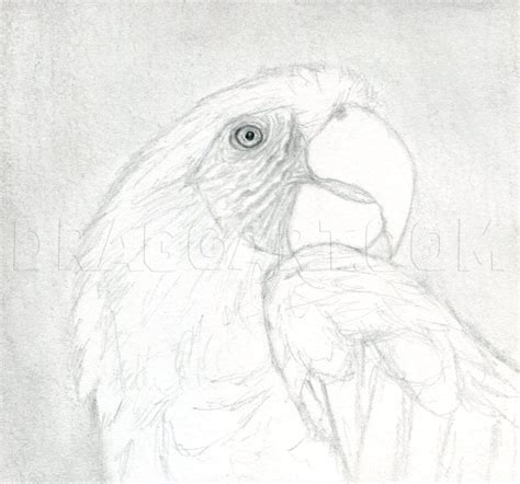 How To Draw A Realistic Parrot Scarlet Macaw Step By Step Drawing