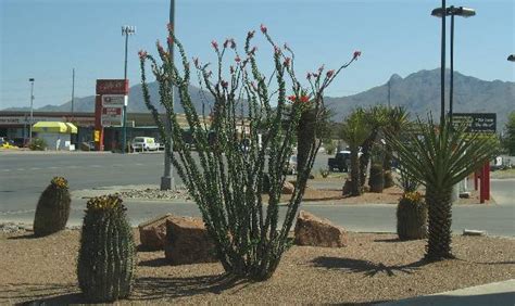Approved plant and tree list city of el paso, texas. El Paso landscaping