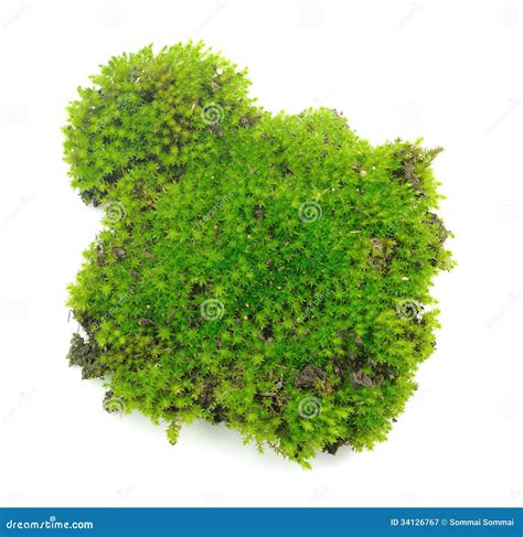 Green Moss On White Background Stock Image Image Of Natural Forest