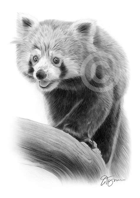 You can learn more about the first project on my post about the panda bears drawing assignment. Pencil drawing of a red panda by UK artist Gary Tymon