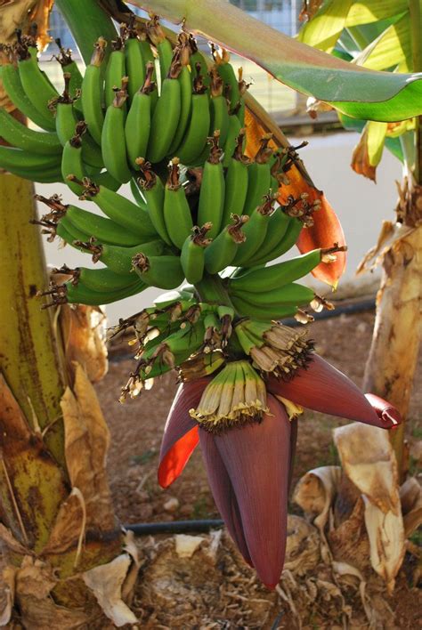 Blooming Banana Plant By Renehaan On Deviantart Banana Plants Plants