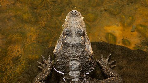 Crocodile Ears Why Reptilian Hearing Stays Sharp Throughout Life