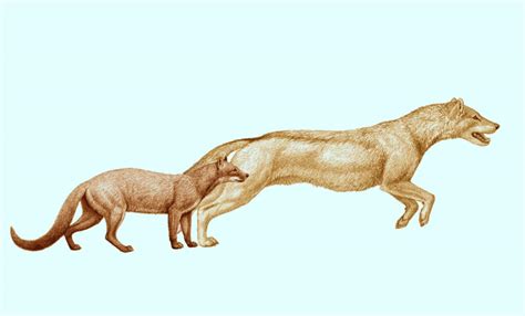 Canids Evolved With Climate Change Says New Study Scinews