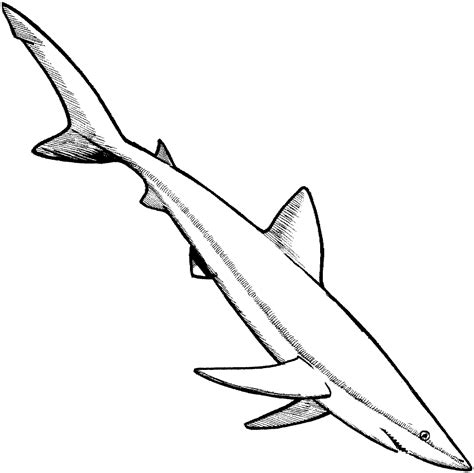 Free Shark Coloring Pages Clipart Best Clipart Best