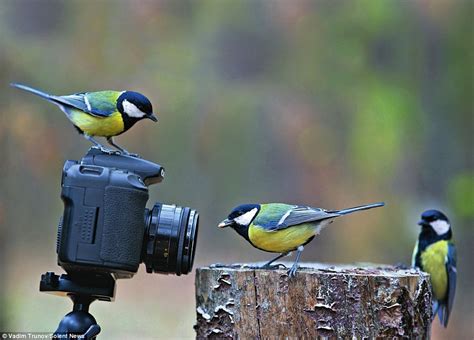 √ Award Winning Wildlife Bird Photography Alumn Photograph