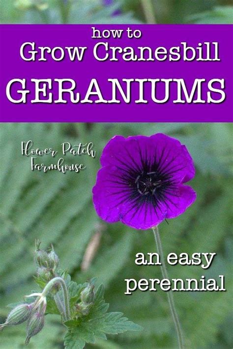 How To Grow Hardy Geraniums Hardy Geranium Geraniums Cranesbill