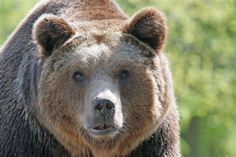 Hunter Survives Brown Bear Attack In Alaska Field And Stream