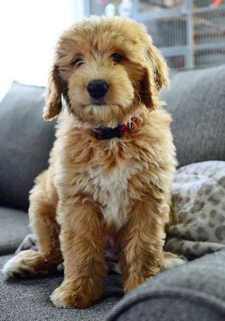 The aussiedoodle, aussiepoo, australian shepherd doodle, or australian shepherd poodle mix, is a loving and affectionate dog with a funny personality. Toby is a golden retriever, Australian shepherd, poodle ...