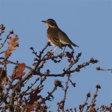 Out4aduck A Record Of My Birding Year Winter Thrushes