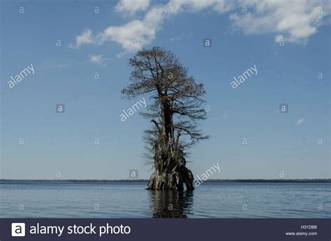 Cypress Tree At Lake Drummond In The Great Dismal Swamp Va Stock Photo