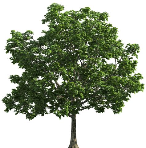 Árbol PNG